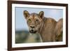 Lioness (Panthera leo), Tsavo, Kenya, East Africa, Africa-Sergio Pitamitz-Framed Photographic Print