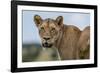 Lioness (Panthera leo), Tsavo, Kenya, East Africa, Africa-Sergio Pitamitz-Framed Photographic Print