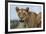 Lioness (Panthera leo), Tsavo, Kenya, East Africa, Africa-Sergio Pitamitz-Framed Photographic Print