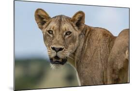 Lioness (Panthera leo), Tsavo, Kenya, East Africa, Africa-Sergio Pitamitz-Mounted Photographic Print