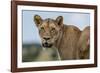 Lioness (Panthera leo), Tsavo, Kenya, East Africa, Africa-Sergio Pitamitz-Framed Photographic Print