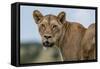 Lioness (Panthera leo), Tsavo, Kenya, East Africa, Africa-Sergio Pitamitz-Framed Stretched Canvas