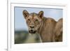 Lioness (Panthera leo), Tsavo, Kenya, East Africa, Africa-Sergio Pitamitz-Framed Photographic Print