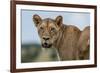 Lioness (Panthera leo), Tsavo, Kenya, East Africa, Africa-Sergio Pitamitz-Framed Photographic Print