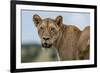 Lioness (Panthera leo), Tsavo, Kenya, East Africa, Africa-Sergio Pitamitz-Framed Photographic Print