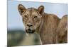 Lioness (Panthera leo), Tsavo, Kenya, East Africa, Africa-Sergio Pitamitz-Mounted Photographic Print