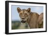 Lioness (Panthera leo), Tsavo, Kenya, East Africa, Africa-Sergio Pitamitz-Framed Photographic Print