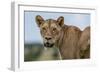 Lioness (Panthera leo), Tsavo, Kenya, East Africa, Africa-Sergio Pitamitz-Framed Photographic Print