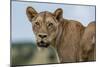 Lioness (Panthera leo), Tsavo, Kenya, East Africa, Africa-Sergio Pitamitz-Mounted Photographic Print