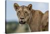 Lioness (Panthera leo), Tsavo, Kenya, East Africa, Africa-Sergio Pitamitz-Stretched Canvas