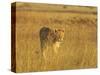 Lioness (Panthera Leo) Walking Through Tall Grass, Masai Mara National Reserve, Kenya-James Hager-Stretched Canvas