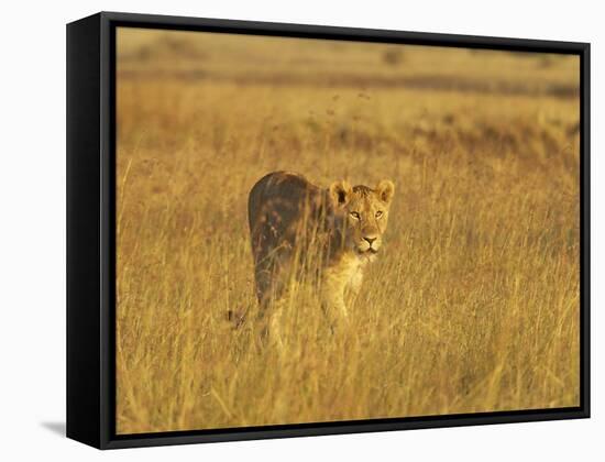 Lioness (Panthera Leo) Walking Through Tall Grass, Masai Mara National Reserve, Kenya-James Hager-Framed Stretched Canvas