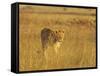 Lioness (Panthera Leo) Walking Through Tall Grass, Masai Mara National Reserve, Kenya-James Hager-Framed Stretched Canvas