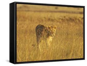 Lioness (Panthera Leo) Walking Through Tall Grass, Masai Mara National Reserve, Kenya-James Hager-Framed Stretched Canvas