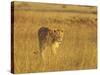 Lioness (Panthera Leo) Walking Through Tall Grass, Masai Mara National Reserve, Kenya-James Hager-Stretched Canvas