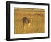 Lioness (Panthera Leo) Walking Through Tall Grass, Masai Mara National Reserve, Kenya-James Hager-Framed Photographic Print