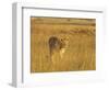 Lioness (Panthera Leo) Walking Through Tall Grass, Masai Mara National Reserve, Kenya-James Hager-Framed Photographic Print