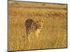 Lioness (Panthera Leo) Walking Through Tall Grass, Masai Mara National Reserve, Kenya-James Hager-Mounted Photographic Print