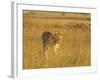 Lioness (Panthera Leo) Walking Through Tall Grass, Masai Mara National Reserve, Kenya-James Hager-Framed Photographic Print