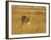 Lioness (Panthera Leo) Walking Through Tall Grass, Masai Mara National Reserve, Kenya-James Hager-Framed Photographic Print