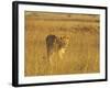 Lioness (Panthera Leo) Walking Through Tall Grass, Masai Mara National Reserve, Kenya-James Hager-Framed Photographic Print