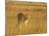 Lioness (Panthera Leo) Walking Through Tall Grass, Masai Mara National Reserve, Kenya-James Hager-Mounted Photographic Print