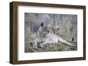 Lioness (Panthera leo) with cub, Zimanga private game reserve, KwaZulu-Natal-Ann and Steve Toon-Framed Photographic Print