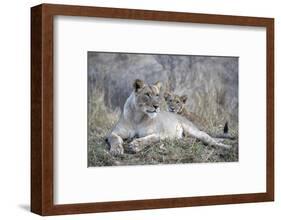 Lioness (Panthera leo) with cub, Zimanga private game reserve, KwaZulu-Natal-Ann and Steve Toon-Framed Photographic Print