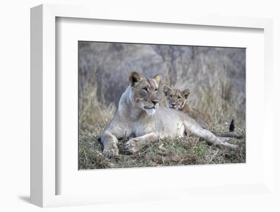 Lioness (Panthera leo) with cub, Zimanga private game reserve, KwaZulu-Natal-Ann and Steve Toon-Framed Photographic Print