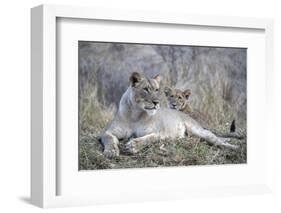 Lioness (Panthera leo) with cub, Zimanga private game reserve, KwaZulu-Natal-Ann and Steve Toon-Framed Photographic Print