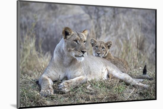 Lioness (Panthera leo) with cub, Zimanga private game reserve, KwaZulu-Natal-Ann and Steve Toon-Mounted Photographic Print