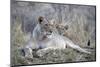 Lioness (Panthera leo) with cub, Zimanga private game reserve, KwaZulu-Natal-Ann and Steve Toon-Mounted Photographic Print