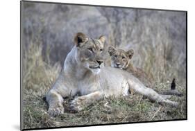 Lioness (Panthera leo) with cub, Zimanga private game reserve, KwaZulu-Natal-Ann and Steve Toon-Mounted Photographic Print