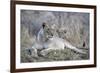 Lioness (Panthera leo) with cub, Zimanga private game reserve, KwaZulu-Natal-Ann and Steve Toon-Framed Photographic Print