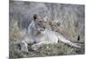 Lioness (Panthera leo) with cub, Zimanga private game reserve, KwaZulu-Natal-Ann and Steve Toon-Mounted Photographic Print