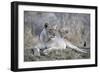 Lioness (Panthera leo) with cub, Zimanga private game reserve, KwaZulu-Natal-Ann and Steve Toon-Framed Photographic Print