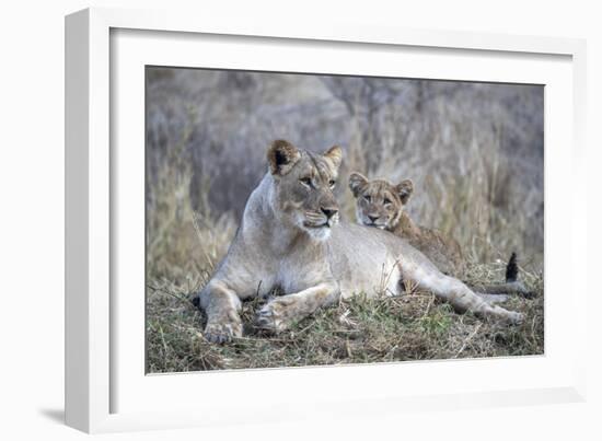 Lioness (Panthera leo) with cub, Zimanga private game reserve, KwaZulu-Natal-Ann and Steve Toon-Framed Photographic Print