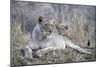 Lioness (Panthera leo) with cub, Zimanga private game reserve, KwaZulu-Natal-Ann and Steve Toon-Mounted Photographic Print