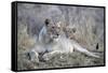 Lioness (Panthera leo) with cub, Zimanga private game reserve, KwaZulu-Natal-Ann and Steve Toon-Framed Stretched Canvas