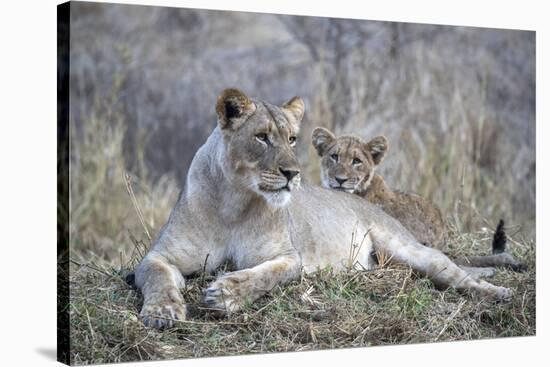 Lioness (Panthera leo) with cub, Zimanga private game reserve, KwaZulu-Natal-Ann and Steve Toon-Stretched Canvas