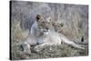 Lioness (Panthera leo) with cub, Zimanga private game reserve, KwaZulu-Natal-Ann and Steve Toon-Stretched Canvas