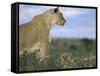 Lioness (Panthera Leo) with Small Cub, Kalahari Gemsbok Park, South Africa, Africa-Steve & Ann Toon-Framed Stretched Canvas