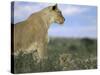 Lioness (Panthera Leo) with Small Cub, Kalahari Gemsbok Park, South Africa, Africa-Steve & Ann Toon-Stretched Canvas