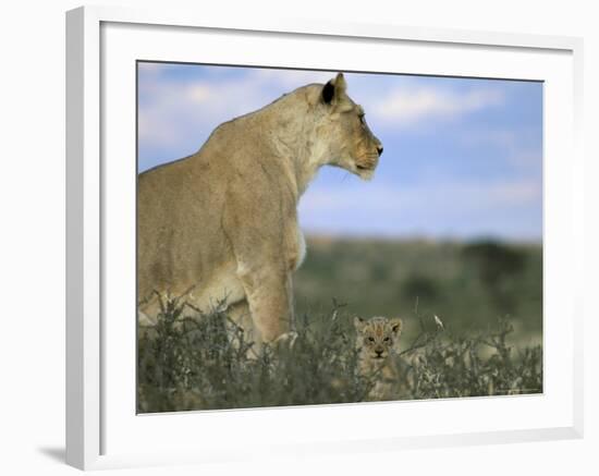 Lioness (Panthera Leo) with Small Cub, Kalahari Gemsbok Park, South Africa, Africa-Steve & Ann Toon-Framed Photographic Print