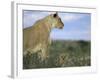 Lioness (Panthera Leo) with Small Cub, Kalahari Gemsbok Park, South Africa, Africa-Steve & Ann Toon-Framed Photographic Print