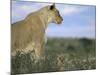 Lioness (Panthera Leo) with Small Cub, Kalahari Gemsbok Park, South Africa, Africa-Steve & Ann Toon-Mounted Photographic Print