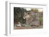 Lioness (Panthera Leo) with Small Cub, Kgalagadi Transfrontier Park, South Africa, Africa-Ann and Steve Toon-Framed Photographic Print