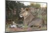 Lioness (Panthera Leo) with Small Cub, Kgalagadi Transfrontier Park, South Africa, Africa-Ann and Steve Toon-Mounted Photographic Print