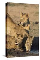 Lioness (Panthera Leo) with Two Cubs, Drinking, Kruger National Park, South Africa, Africa-Ann & Steve Toon-Stretched Canvas