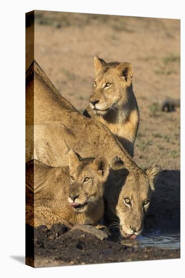 Lioness (Panthera Leo) with Two Cubs, Drinking, Kruger National Park, South Africa, Africa-Ann & Steve Toon-Stretched Canvas